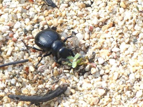 Pimelia sp.